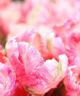 Kırmızı ve beyaz ok 