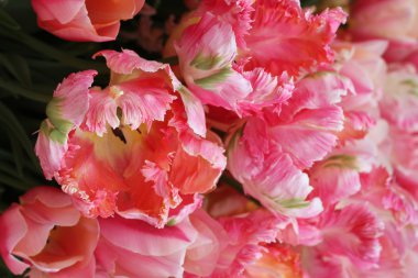 Kırmızı ve beyaz ok 