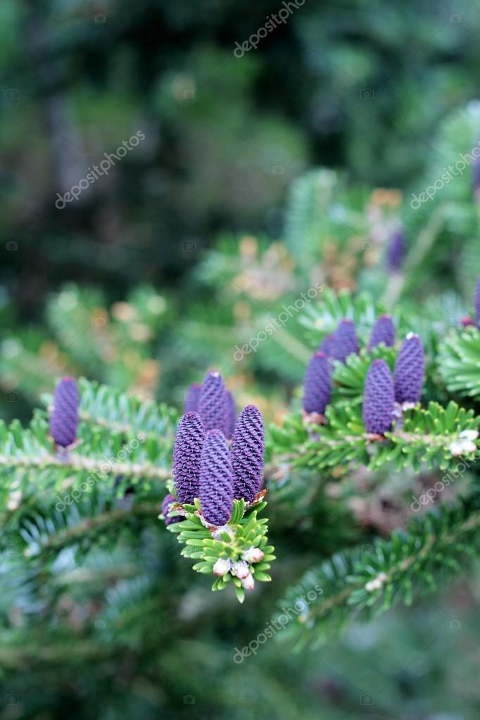 Purple pine cones — Stock Photo © elm98 115180396