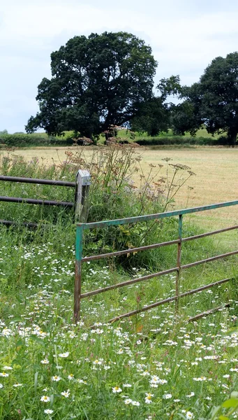 Otevřené brány v letní pole — Stock fotografie