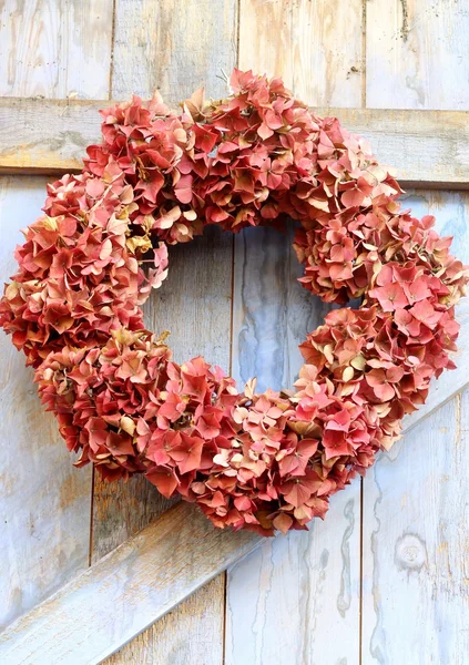 Autumn carath of faded hydrangea flowers — Stok Foto