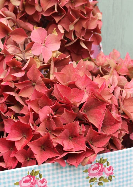 Herfst verschoten Roze hortensia hoofden in een shabby chic geval — Stockfoto