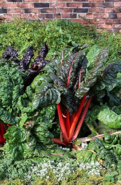İsviçre Chard
