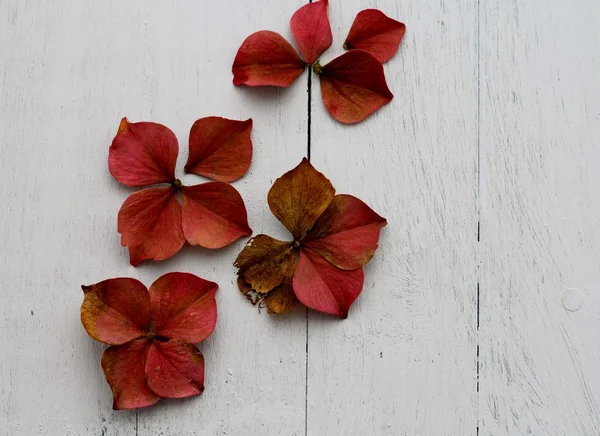 Hydrangea Valentine — Stock Photo, Image