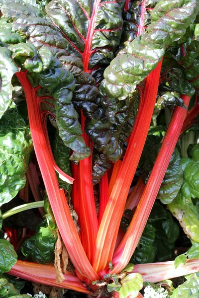 Swiss chard — Stock Photo, Image