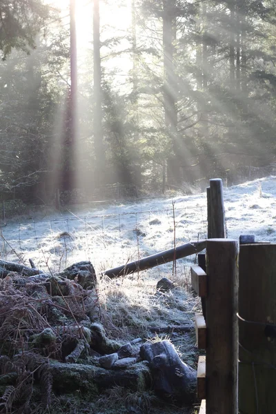 Winter sun beams in the forest — Stock Photo, Image