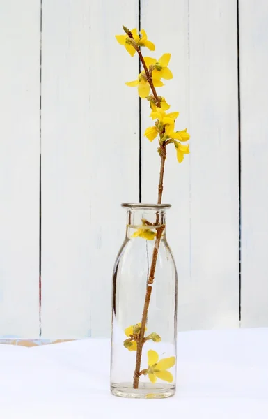 Lente gele Forsythia takje — Stockfoto