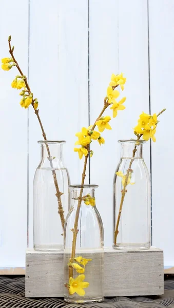 Spring Yellow Forsythia Sprig