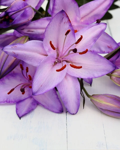 Unusual dyed purple lilies — Stock Photo, Image