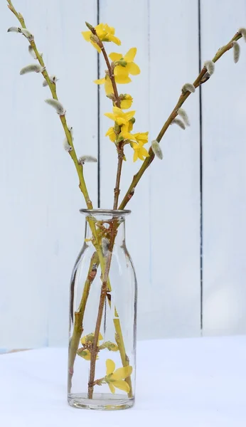 Gele forsythia takje in glazen pot — Stockfoto