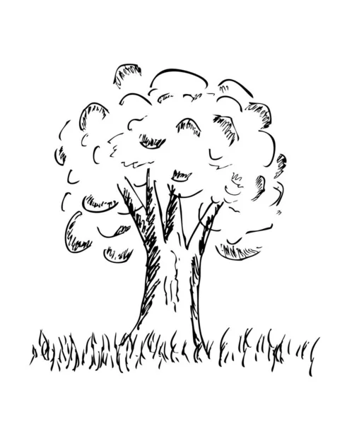 Απλό Σχέδιο Χέρι Διάνυσμα Μεγάλο Δέντρο Και Γρασίδι — Διανυσματικό Αρχείο