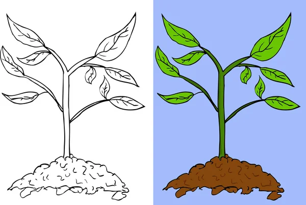 Bosquejo de dibujo a mano de planta pequeña —  Fotos de Stock