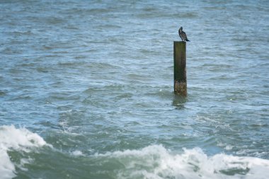 Dalgalarla çevrili bir direkte otururken tüylerini gagalayan büyük bir karabatak. Kuzey Denizi kıyısı, Westkapelle, Hollanda