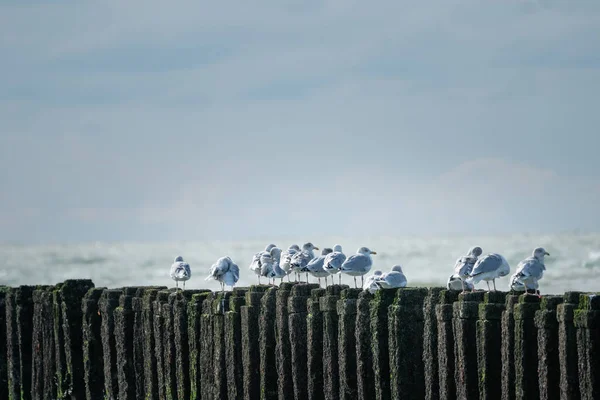 Deniz manzaralı bir dalgakıranın yosun kaplı kutuplarında oturan bir grup martı. Kuzey Denizi kıyısı, Westkapelle, Hollanda.