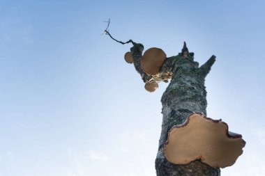 Mavi gökyüzüne karşı yukarıdan aşağıya dirsekli mantarlı ölü bir ağaç. Bussumer Heath, Bussum, Hollanda