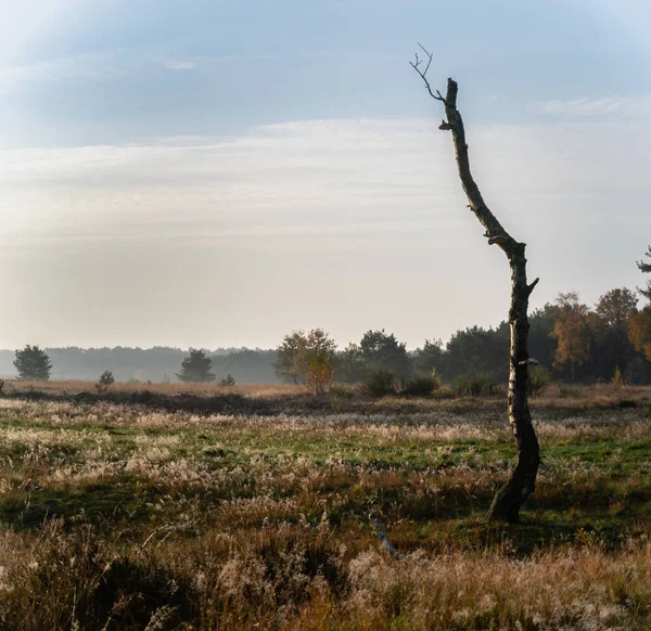Sonbahar çalılıklarında mantarlı ölü bir ağaç. Bussumer Heath, Bussum, Hollanda