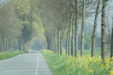 Kuzey Hollanda kırsalında bisiklet yolları olan bahar şeridi. Genç meşeler ve çiçek açan sarı hardal tohumu var. Zestedenweg, Scharwoude, Batı Friesland, Hollanda.