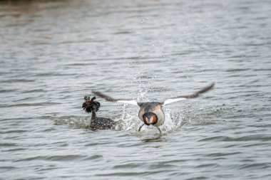 5 'te 2' lik sersemletici, alçaktan uçan, yüksek su sıçratan. Muhteşem ibikli yaban ördeklerine kur yaparken göz kamaştırıcı bir dalkavukluk. Schardam, Hollanda.