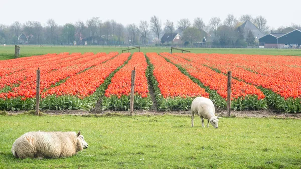 Beyaz koyun, kırmızı çiçekli lale tarlasının yakınındaki bir çayırda otluyor. Schermer-Beemster bölgesi, Batı Friesland, Kuzey Hollanda, Hollanda.