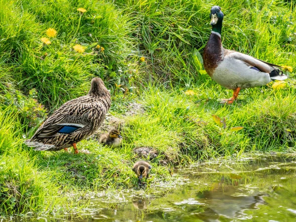 Mientras Lady Mallard Arregla Hermoso Traje Camuflaje Marrón Señor Mallard —  Fotos de Stock