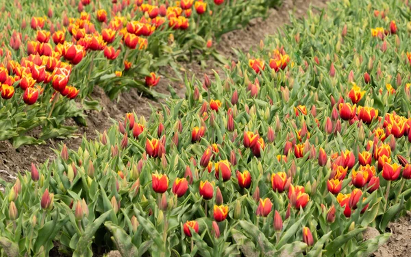 Rot Gelbe Tulpen Feld Auf Diagonalen Tulpenbeeten Region Hoorn Westfriesland — Stockfoto