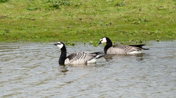 Dos Gansos Barnacla Nadando Las Aguas Poco Profundas Frágiles Reserva — Foto de Stock