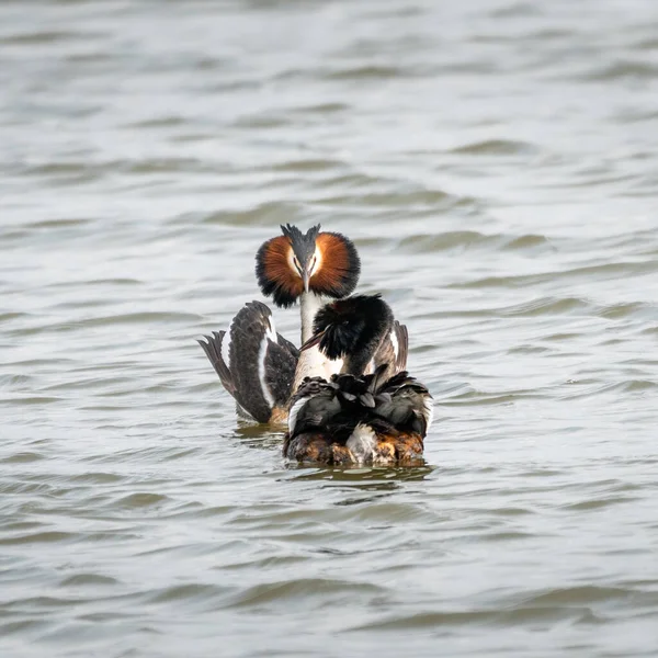 Great Crested Grebes Exibição Namoro Durante Ritual Cortejo Great Crested — Fotografia de Stock