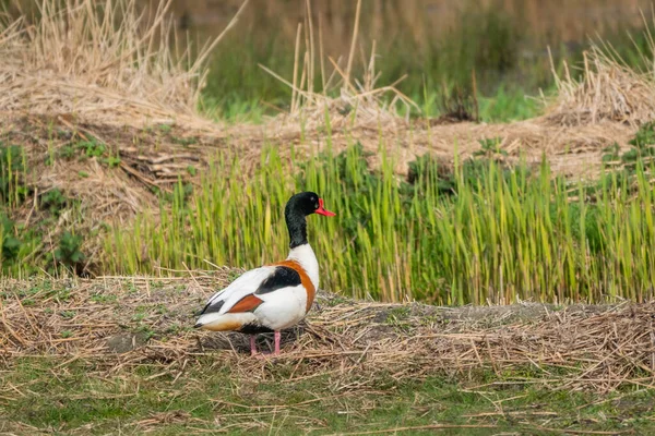 Pato Común Rodeado Juncos Gramíneas Reserva Natural Koogbraak Oosthuizen Países —  Fotos de Stock