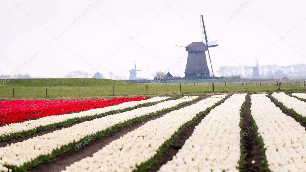 White and red tulips fields and windmills in the misty peat polders and reclaimed land of the Schermer-Beemster region. North-holland, the Netherlands.
