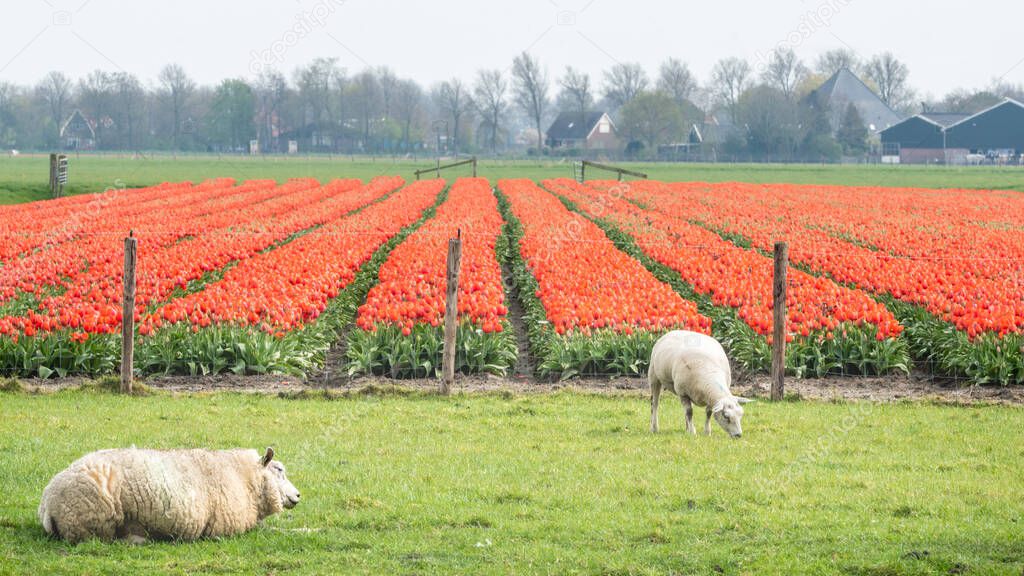 White sheep are grazing in a meadow near a red flowering tulips field. Schermer-Beemster region, West-Friesland, North-Holland, the Netherlands.