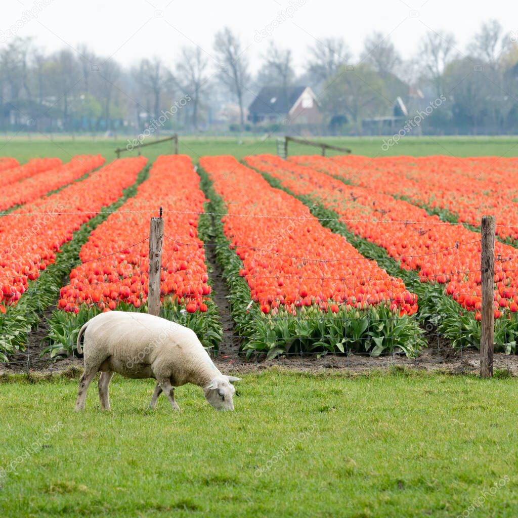 A white sheep is grazing in a meadow near a red flowering tulips field. Schermer-Beemster region, West-Friesland, North-Holland, the Netherlands.