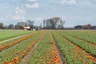 Kırmızı-sarı lale tarlası, traktör ve çiftlik evleri, manzara. Bölge Hoorn, Batı Friesland, Kuzey Hollanda, Hollanda.