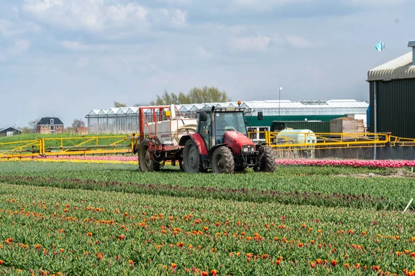 Tractor Pulverización Fertilizantes Pesticidas Campo Tulipanes Rojo Amarillo Con Pulverizador — Foto de Stock