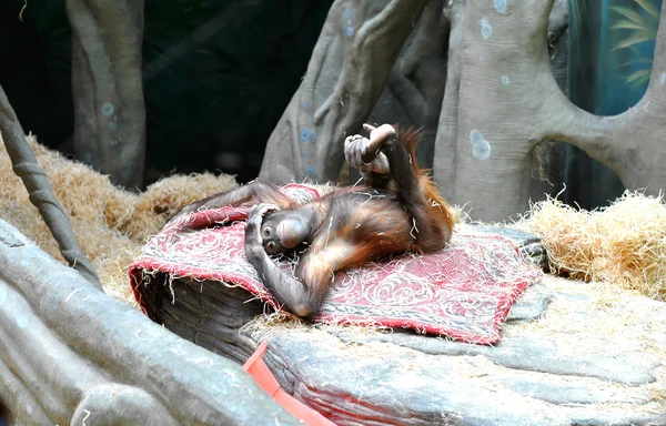 Hayvanat bahçesinde genç orangutan