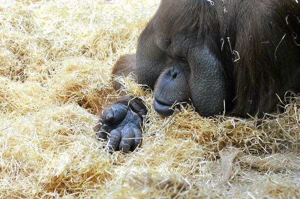 Antiguo orangután en el zoológico — Foto de Stock