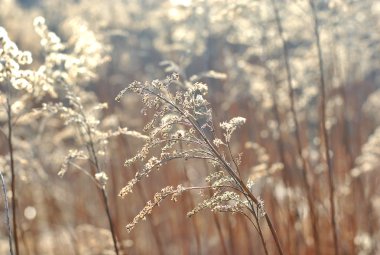 Güneş ışığı ile kuru bitkiler