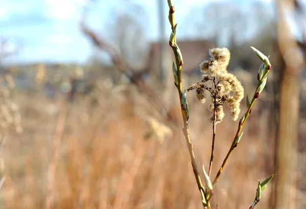 Droge plant en boom tak — Stockfoto