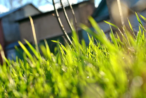 Primavera grama verde — Fotografia de Stock