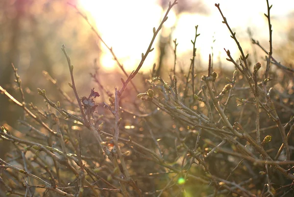 Güneş ışığı Bush'larda