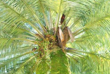 Yeşil palmiye ağacı