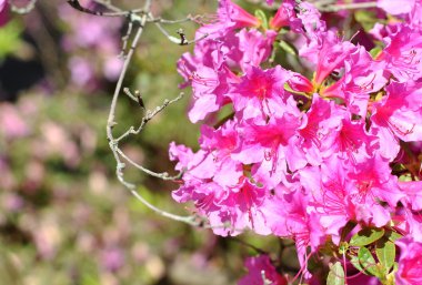 Bush Beautifyl pembe çiçekler