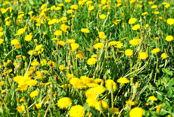 dandelions ile bahar çayır