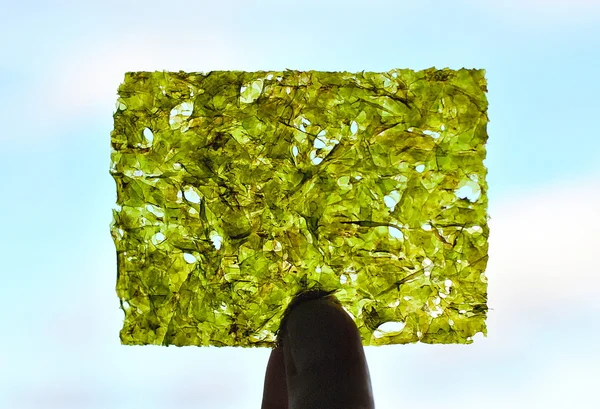 Mavi arka plan üzerinde Laminaria dilim