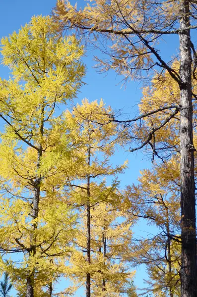 Gele herfst lariksen tegen de blauwe hemel — Stockfoto