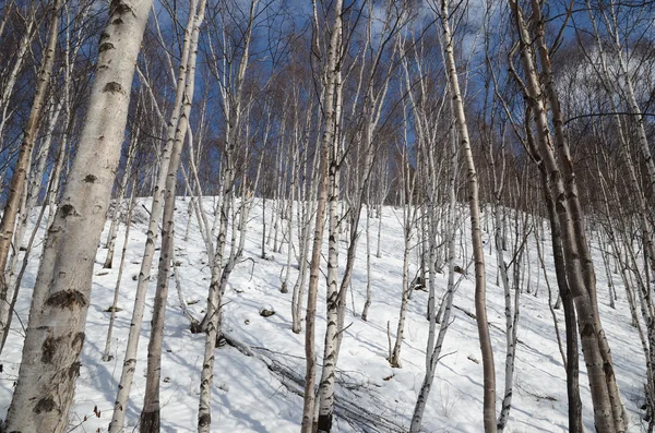 Bosque de Brich en invierno — Foto de Stock