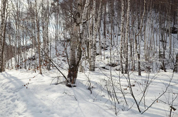 Bosque de Brich en invierno — Foto de Stock