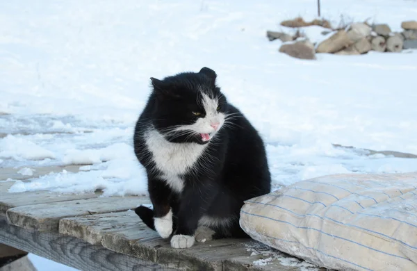 冬天坐在外面的黑猫和白猫 — 图库照片