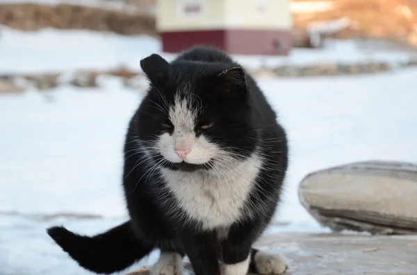 Zwart-witte kat zitten buiten in de winter — Stockfoto