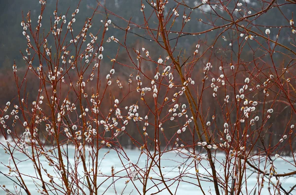 Бутон шерстяной ивы - символ Вербного воскресенья ранней весной у ледяной реки — стоковое фото