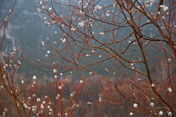 Vlněný willow bud - Květná neděle symbol v brzy na jaře — Stock fotografie